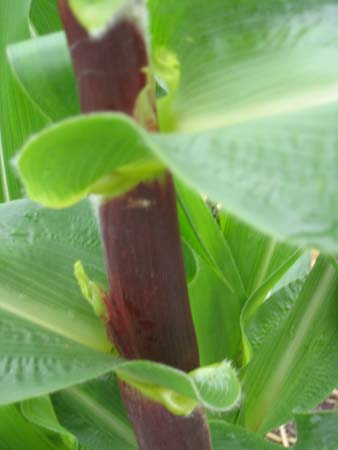 baby_corn