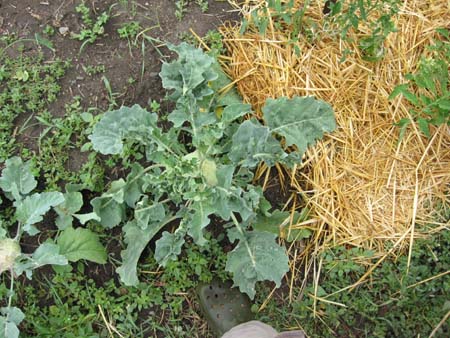 giant_kohlrabi