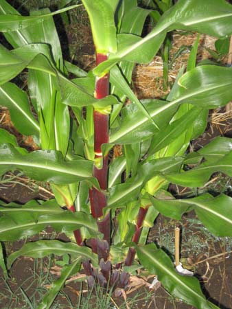 red_corn_3
