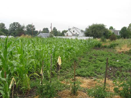 red_field_2