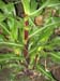 red_corn_3