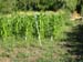 red_field_1