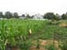 red_field_2