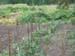 tomato_stakes