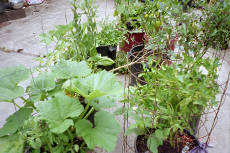 Garden early July 06