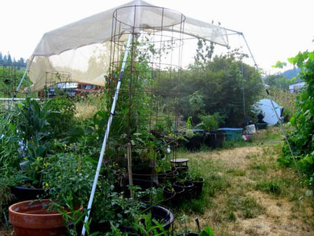 GardenContAug08