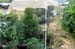 GardenCont2Aug08