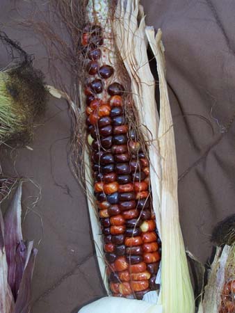corn1_2430