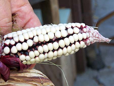 corn1_2432