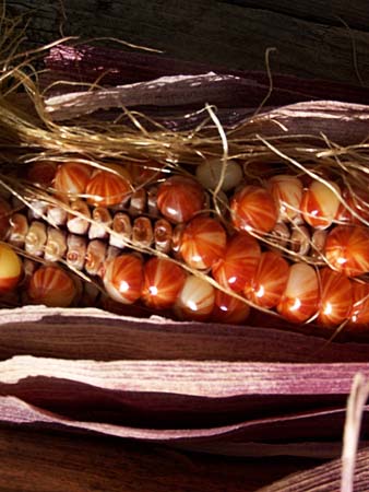 corn1_2435