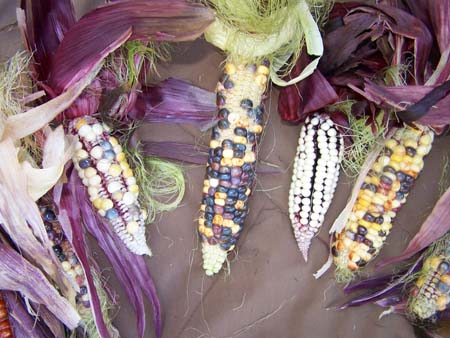 corn1_2438