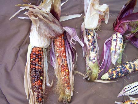 corn1_2440