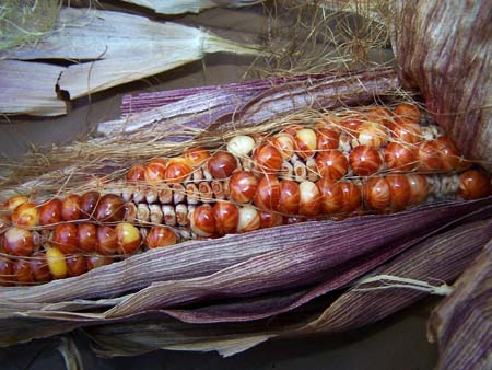 corn1_2458