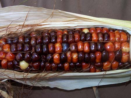 corn1_2464