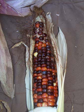 corn1_2465