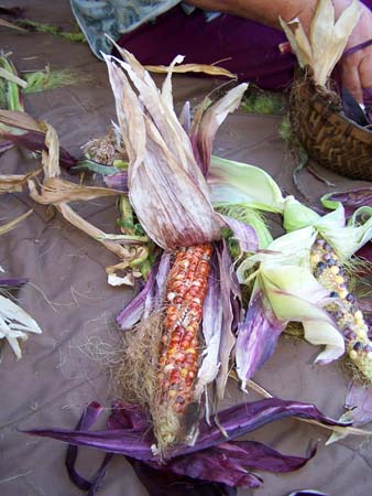 corn1_2478