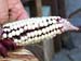 corn1_2432