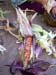 corn1_2478
