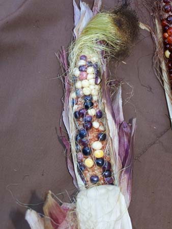 corn2_2428