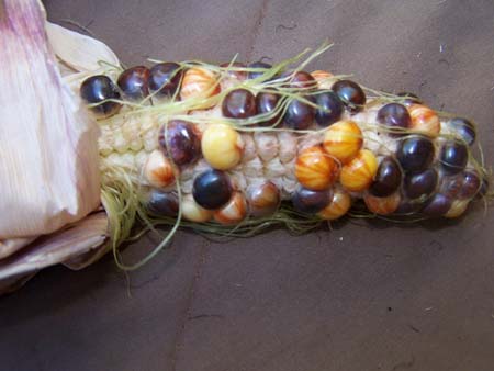 corn2_2456