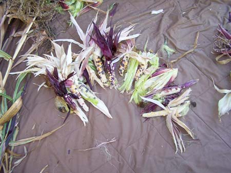corn2_2469