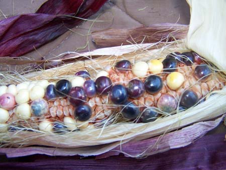 corn2_2480