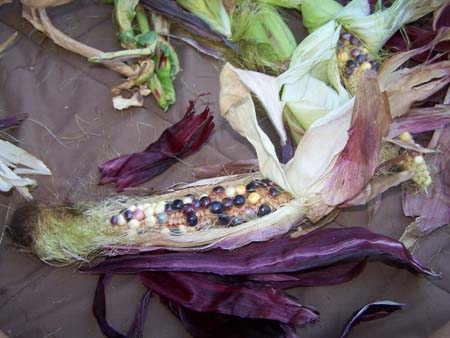 corn2_2481