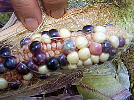 corn2_2482