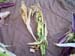 corn2_2473