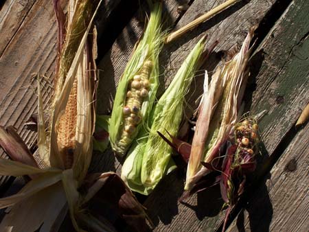 corn3_2436