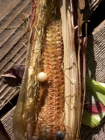 corn3_2437