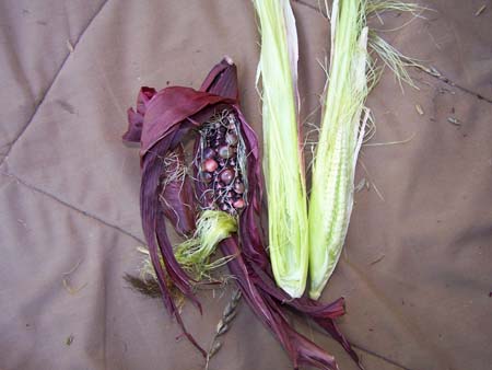 corn3_2449