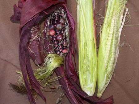 corn3_2450