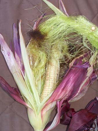 corn3_2451