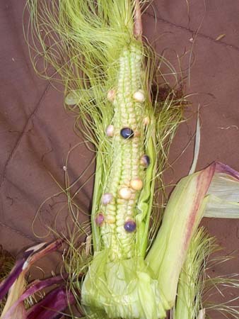 corn3_2452