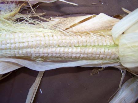 corn3_2454
