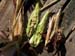 corn3_2436