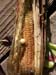 corn3_2437