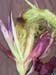 corn3_2451