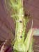 corn3_2452