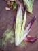 corn3_2474